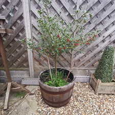 Holly Tree With Wooden Half Barrel Tub Garden Planter