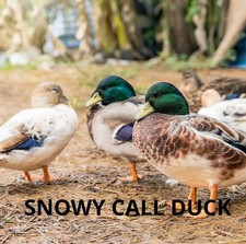 6  Snowy Call Duck Hatching