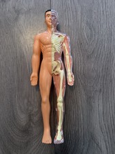 3D Human Body Anatomy Model