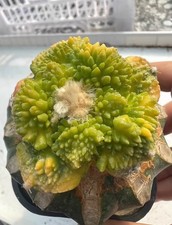 Live house plant - live, ariocarpus