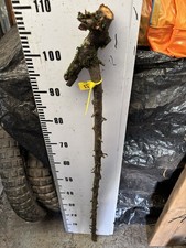 BLACKTHORN  WALKING STICK