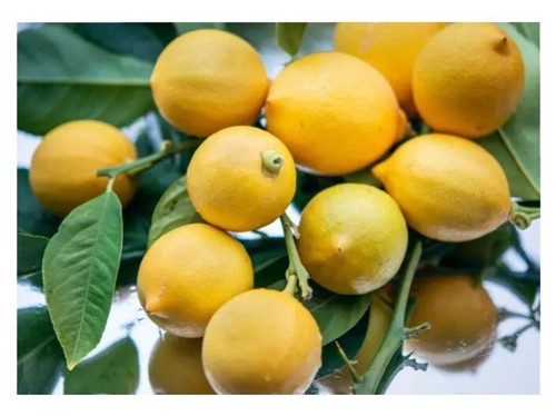 Fresh lemon tree seeds - tree,