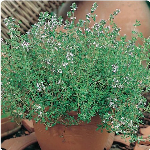 Organic thyme plug plants - 3x,