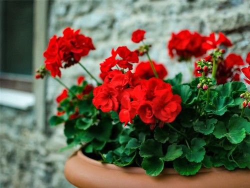 Geranium best red bedding - geranium,