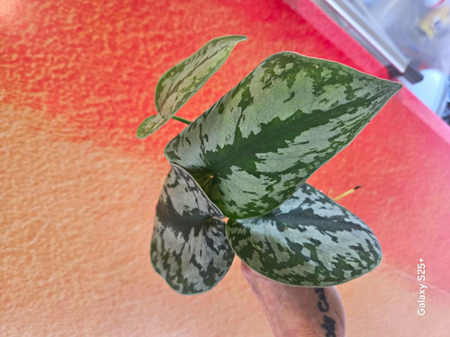 Scindapsus satin pothos - satin,