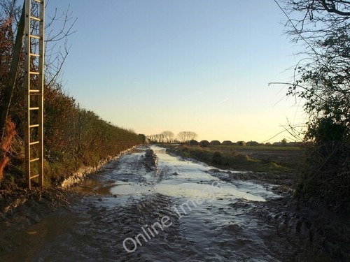 Photo 6x4 pig field - 6x4,