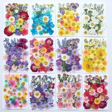 Nature Dried Pressed Flowers