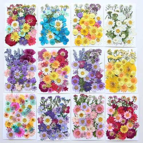 Nature dried pressed flowers - nature,