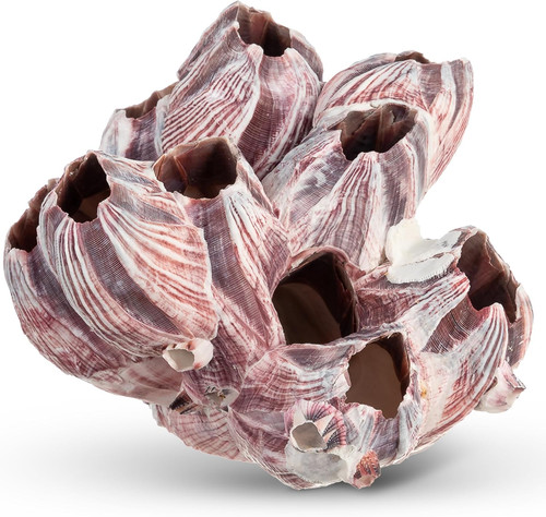 Real purple barnacle cluster - real,