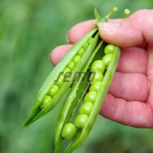 Pea seeds professional - seeds,