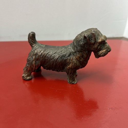 Bronze sealyham cesky terrier - sealyham,