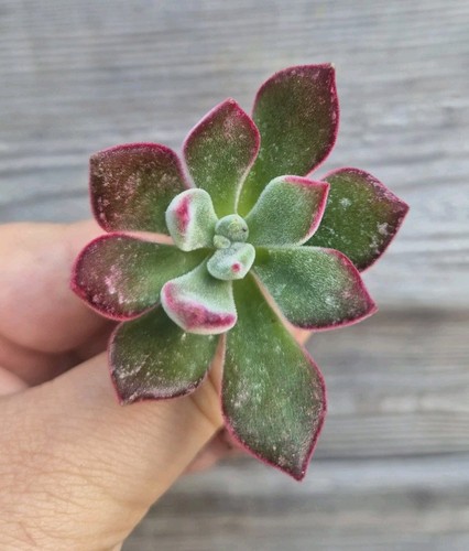 Echeveria pulvinata ruby - echeveria,