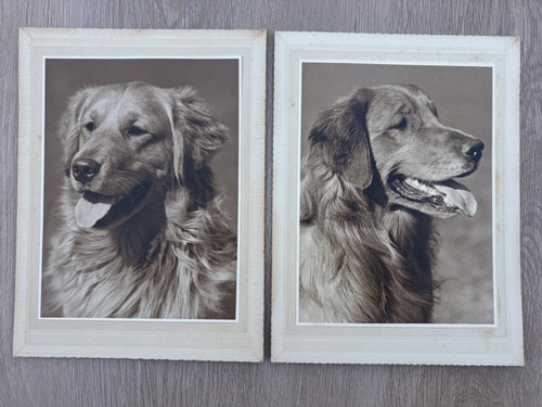 Dog simon crufts - dog, 2