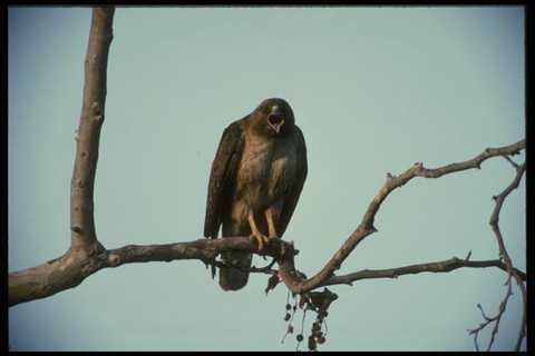042049 red tail hawk photo - a4,