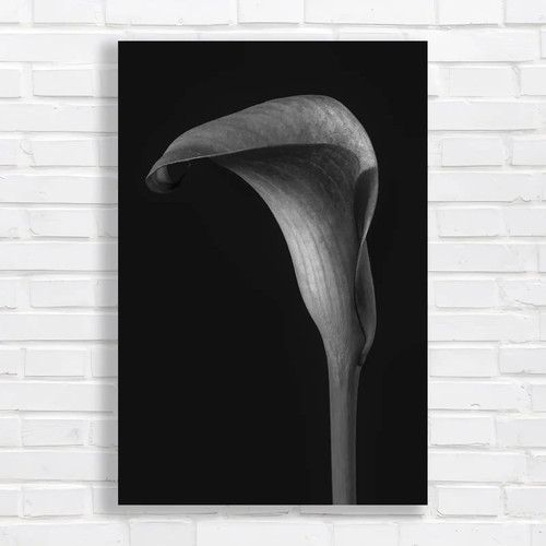 Vibrant calla lily black white - black,
