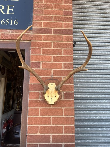 Beautiful antique antlers - antique,