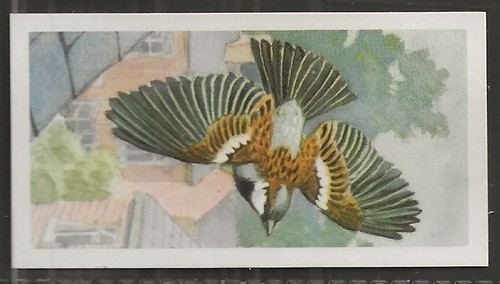 Brooke bond bird - bond, (tea)-bird
