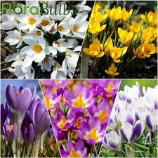 10 CROCUS BULBS 'Mixed Species unusual Spring Flowering Bulbs Garden Plants