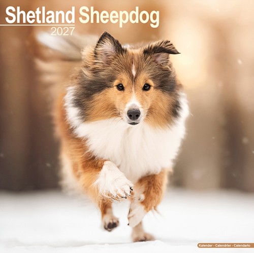 Shetland sheepdog wall - sheepdog, by