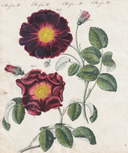 Roses rosea - roses, rose