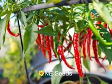 100% Genuine Thailand Thai Dragon Chilli Seeds HOT - FREE FAST Shipping! 