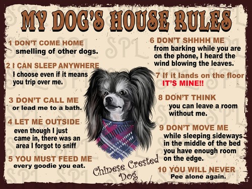 Chinese crested dog s - chinese,
