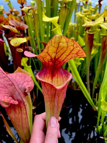 Sarracenia disp7 carnivorous - sarracenia, (carnivorous