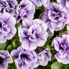 6 Scented Double Trailing