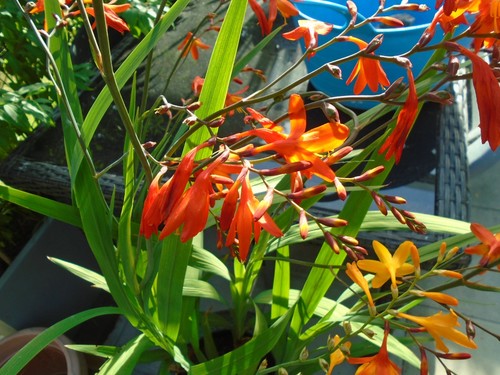 Month sale 50 crocosmia - ,