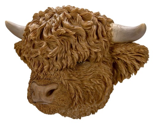 Highland cattle cow wall - cattle,