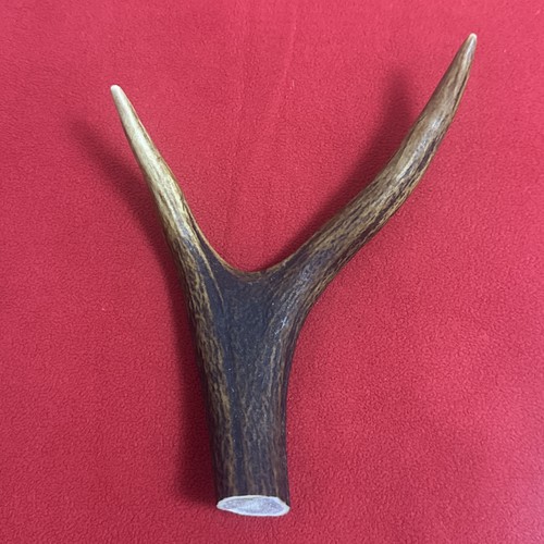 One piece deer antler - antler,, y