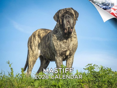 Mastiff dog breed - dog, calendar