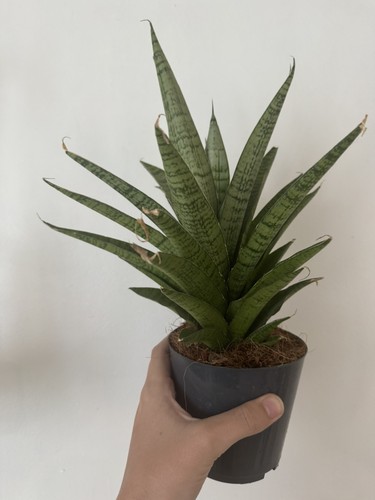 Sansevieria tough lady snake - tough,