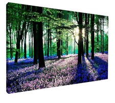 Bluebells Forest Tree canvas
