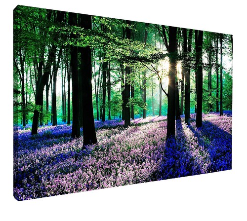 Bluebells forest tree canvas - bluebells,