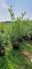 80CM BLUEBERRY BLUECROP PLANT
