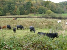 Photo 6x4 Fertile pasture land
