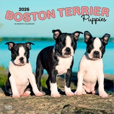 Boston Terrier Puppies 2026