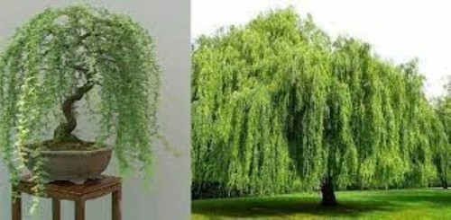 Weeping tea tree rare - weeping,
