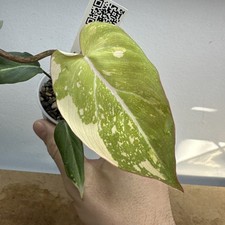 Philodendron Gloriosum