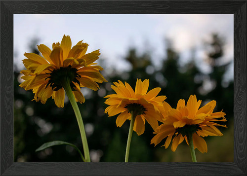 Beautiful flowers framed - flowers,