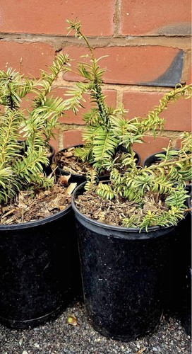 Taxus baccata corleys - taxus, ’corleys