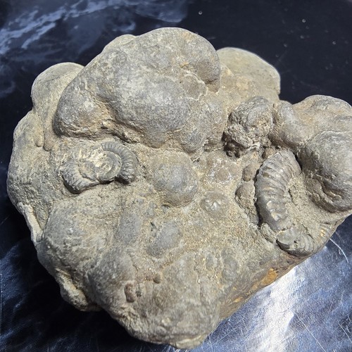 Pyrite multi ammonite fossils - pyrite,