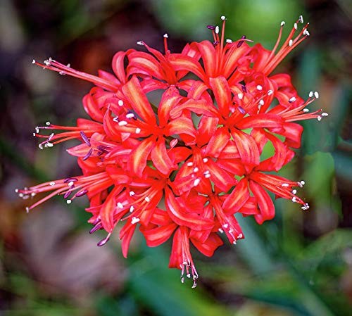 Nerine lily red flower bulbs - lily,