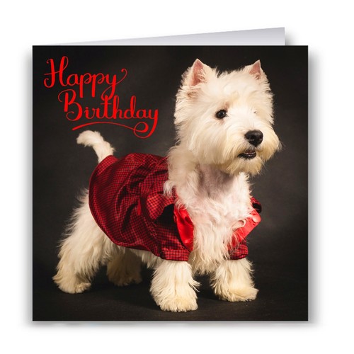 Westie jacket birthday - in, a