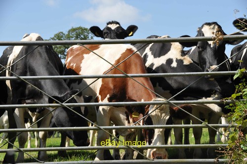 Photo 6x4 west devon - devon, cattle