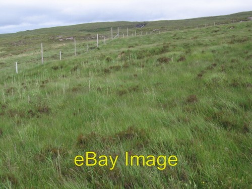 Photo 6x4 deer - fence, and