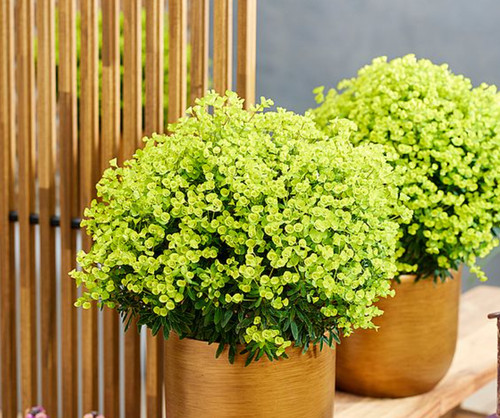 Euphorbia ascot petite pot - 1, x