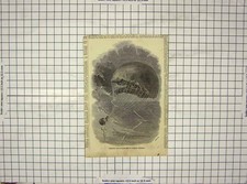 Original Old Antique Print