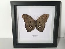 Giant Owl Butterfly (Caligo